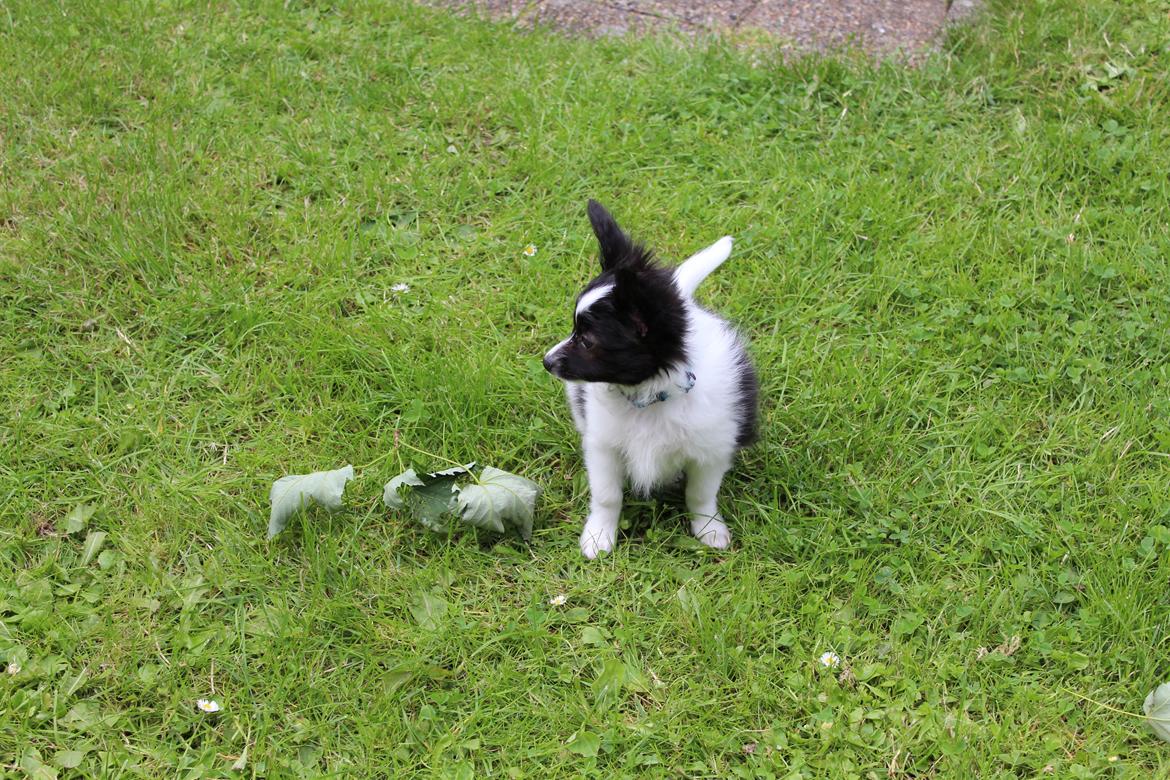 Papillon Gizmo billede 5