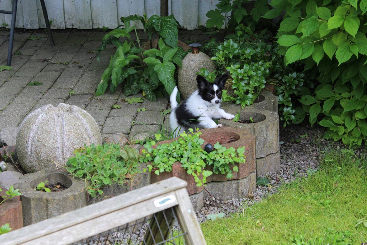 Papillon Gizmo billede 6