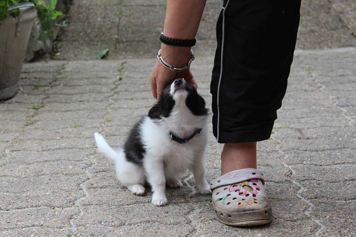 Papillon Gizmo billede 1