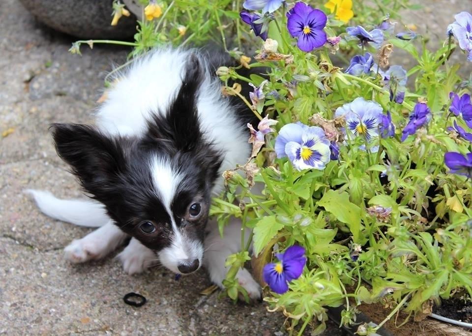 Papillon Gizmo billede 2