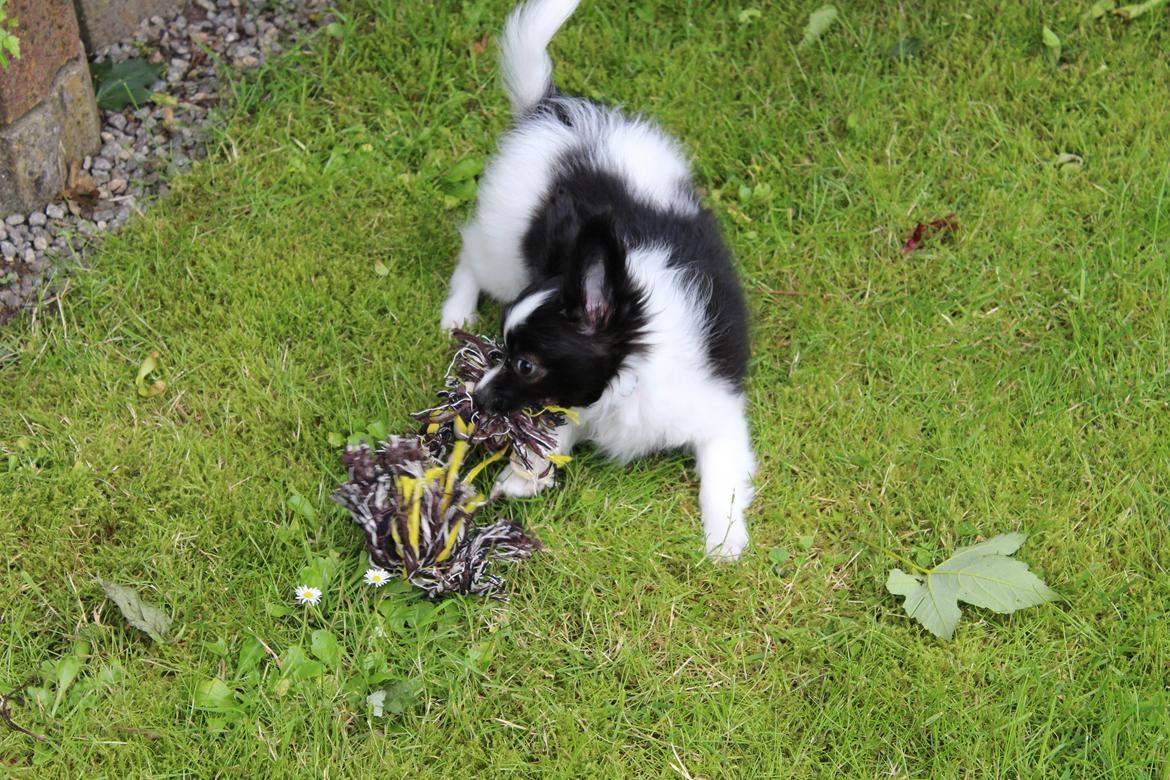 Papillon Gizmo billede 7