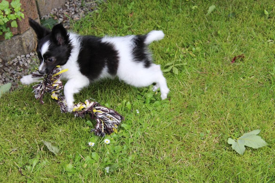 Papillon Gizmo billede 8