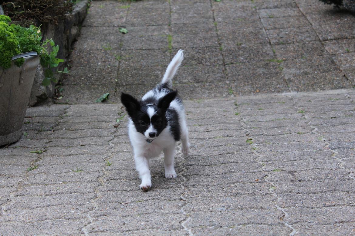 Papillon Gizmo billede 9