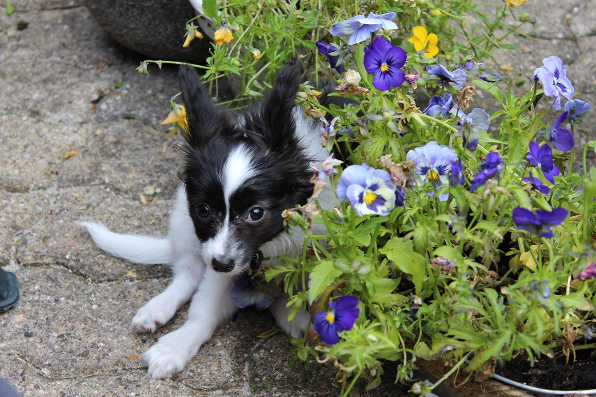Papillon Gizmo billede 3