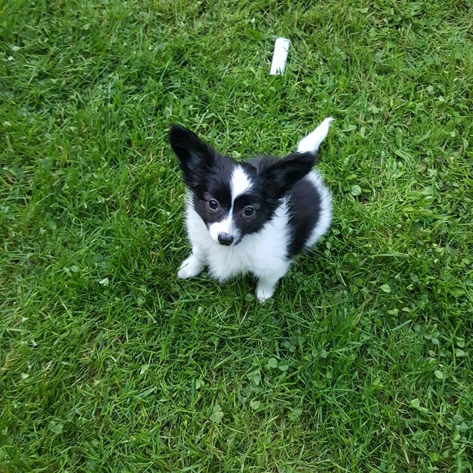 Papillon Gizmo billede 10