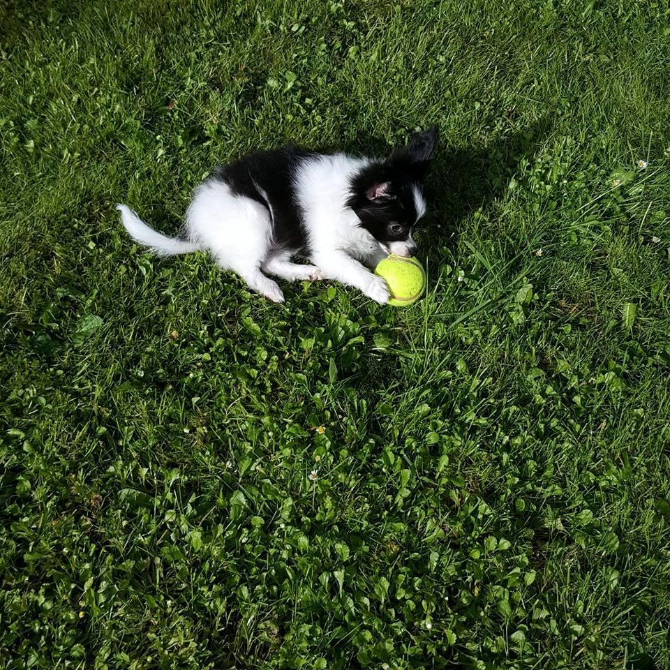 Papillon Gizmo billede 11