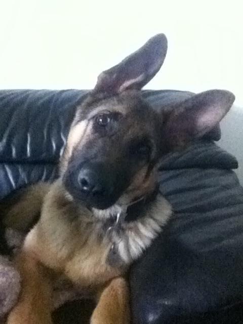 Schæferhund Milo - Milo 4 måneder :-) billede 31