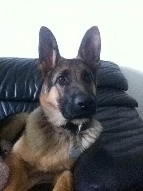 Schæferhund Milo billede 29