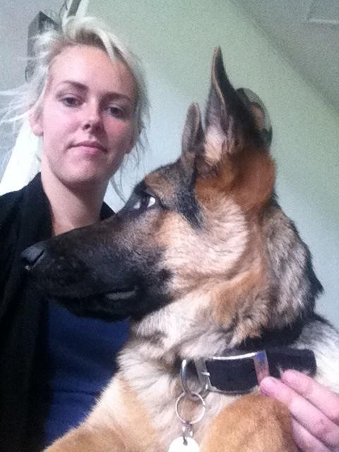 Schæferhund Milo billede 33