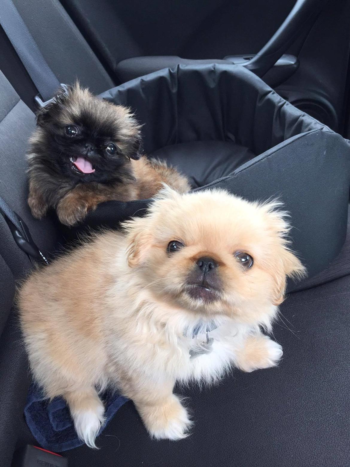 Pekingeser Bailey & Snoopy billede 4