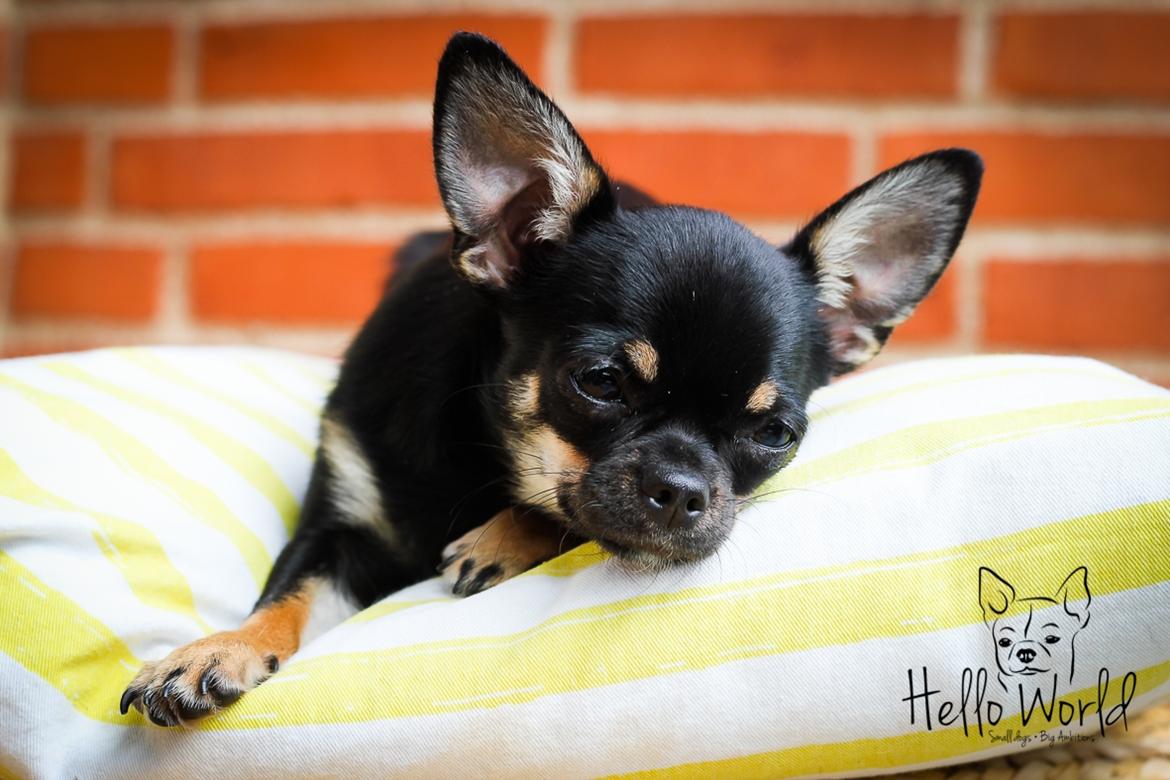 Chihuahua CH. Hello World Some Assembly Required "Saga" billede 11