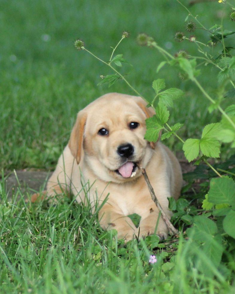 Labrador retriever Mochipappa's Goldie Hawn billede 3