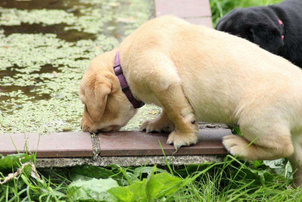 Labrador retriever Mochipappa's Goldie Hawn billede 7