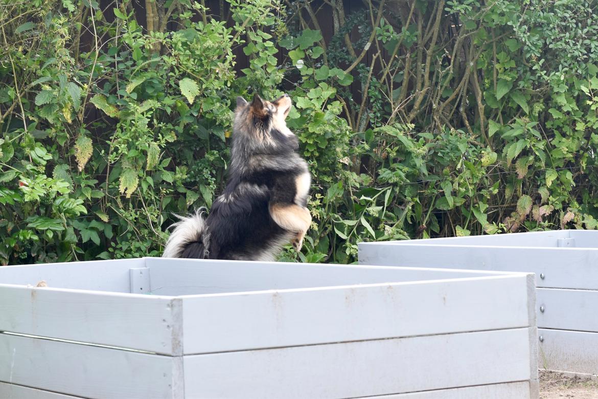 Finsk lapphund Silke  billede 15