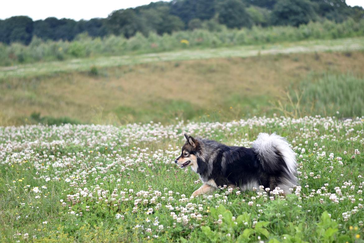 Finsk lapphund Silke  billede 14