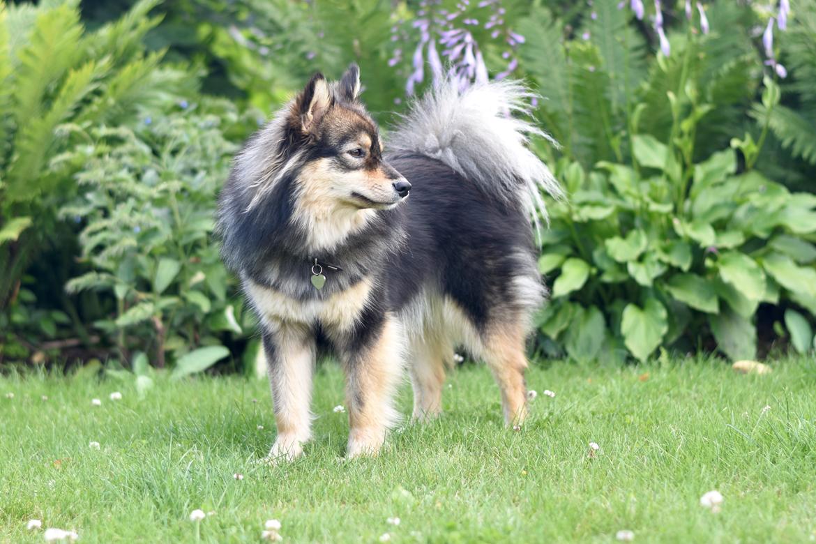 Finsk lapphund Silke  billede 10