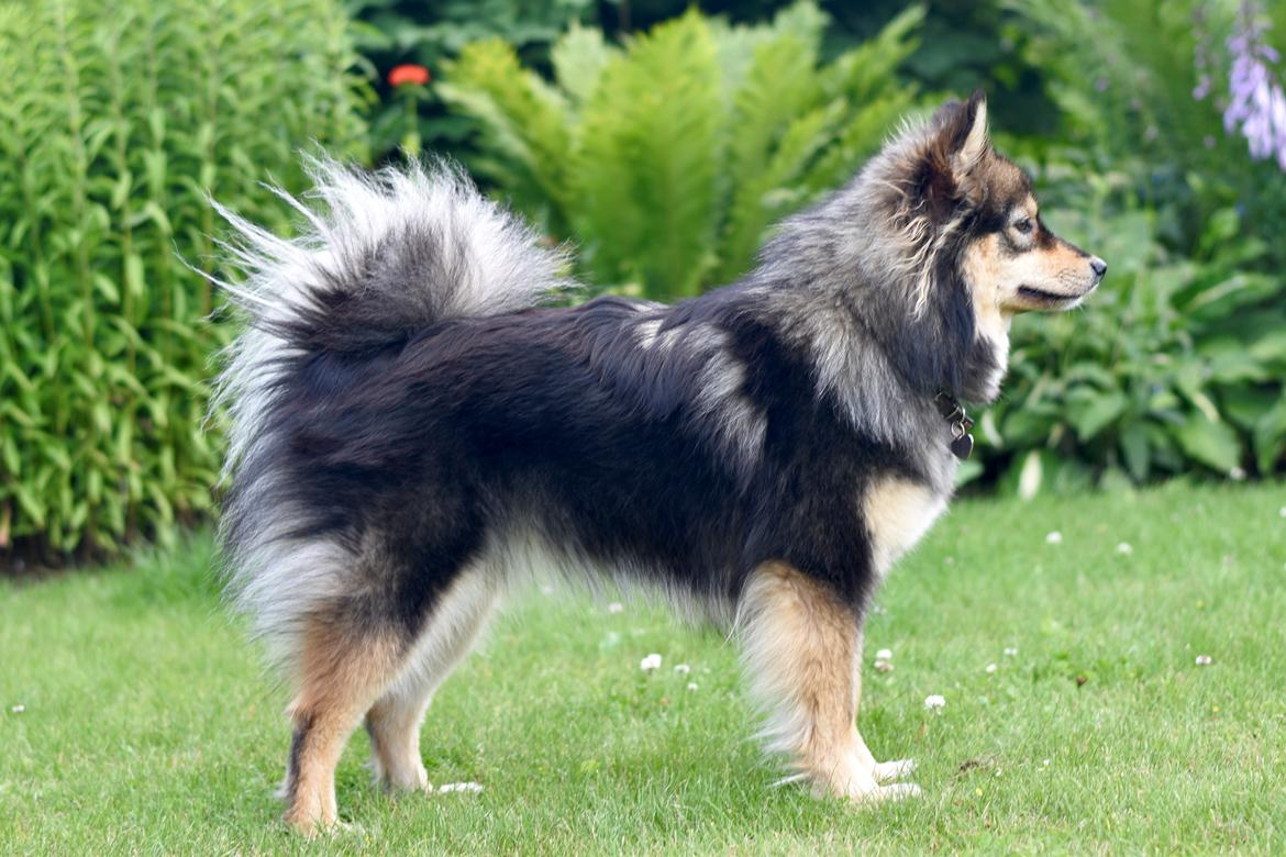 Finsk lapphund Silke  billede 12