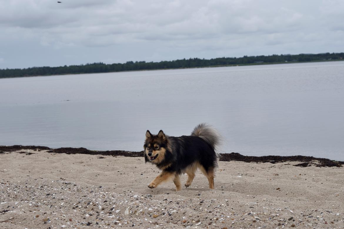 Finsk lapphund Silke  billede 16