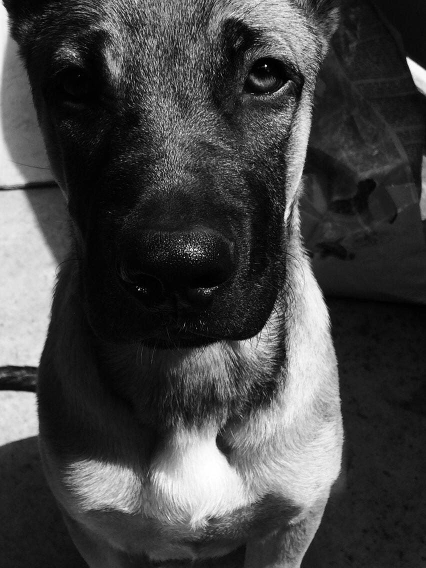 Schæferhund Chino billede 19