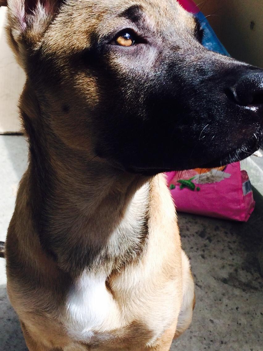 Schæferhund Chino billede 20