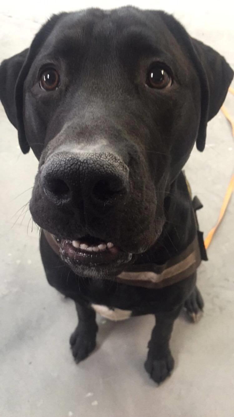 Blanding af racer Kenzo billede 1