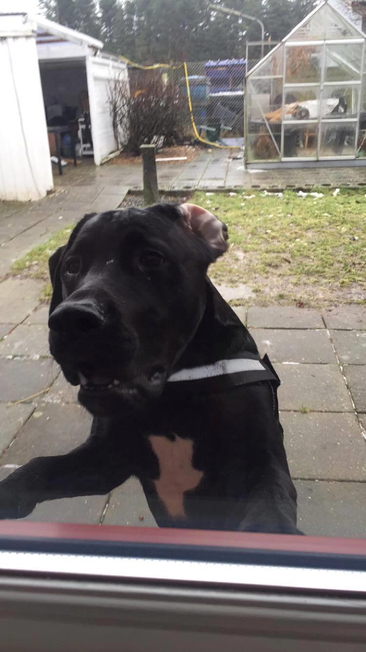 Blanding af racer Kenzo billede 2