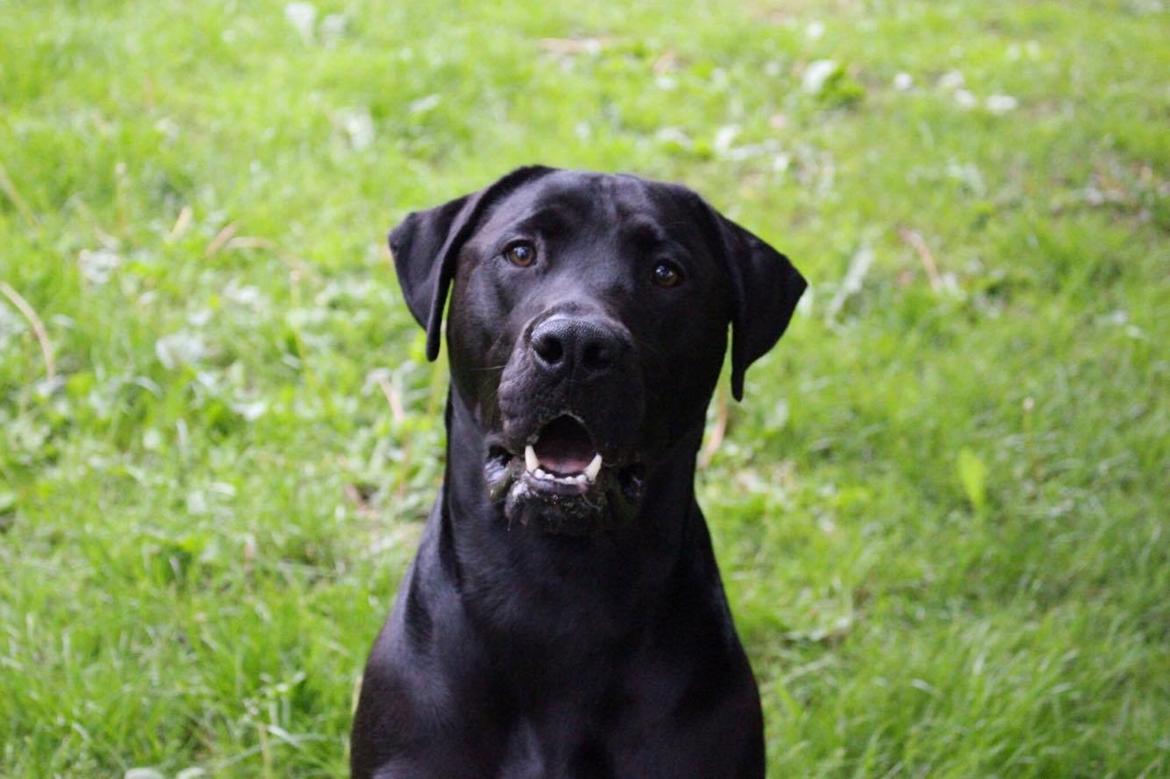 Blanding af racer Kenzo billede 3