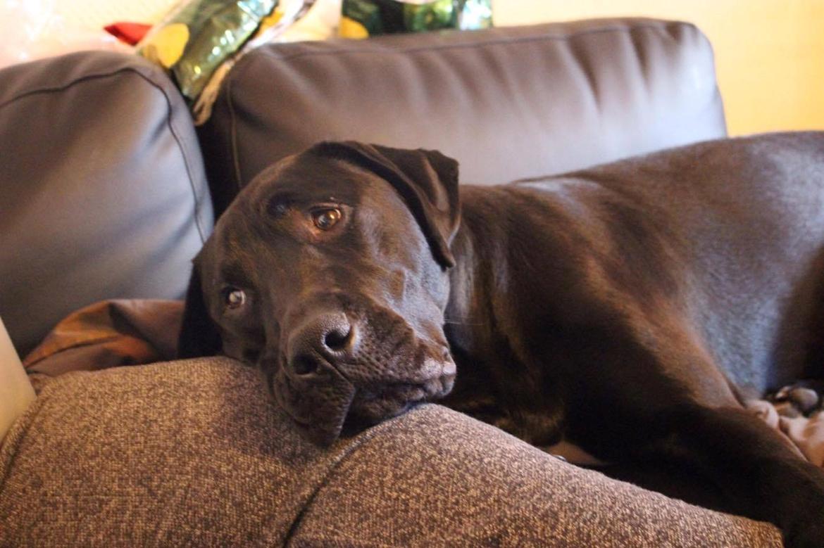 Blanding af racer Kenzo billede 4