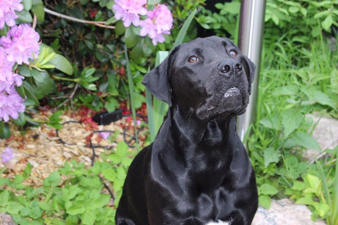 Blanding af racer Kenzo billede 6