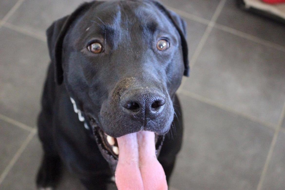 Blanding af racer Kenzo billede 7