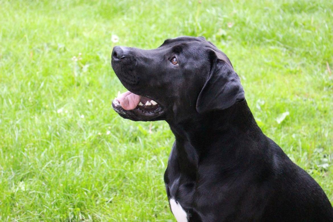 Blanding af racer Kenzo billede 8