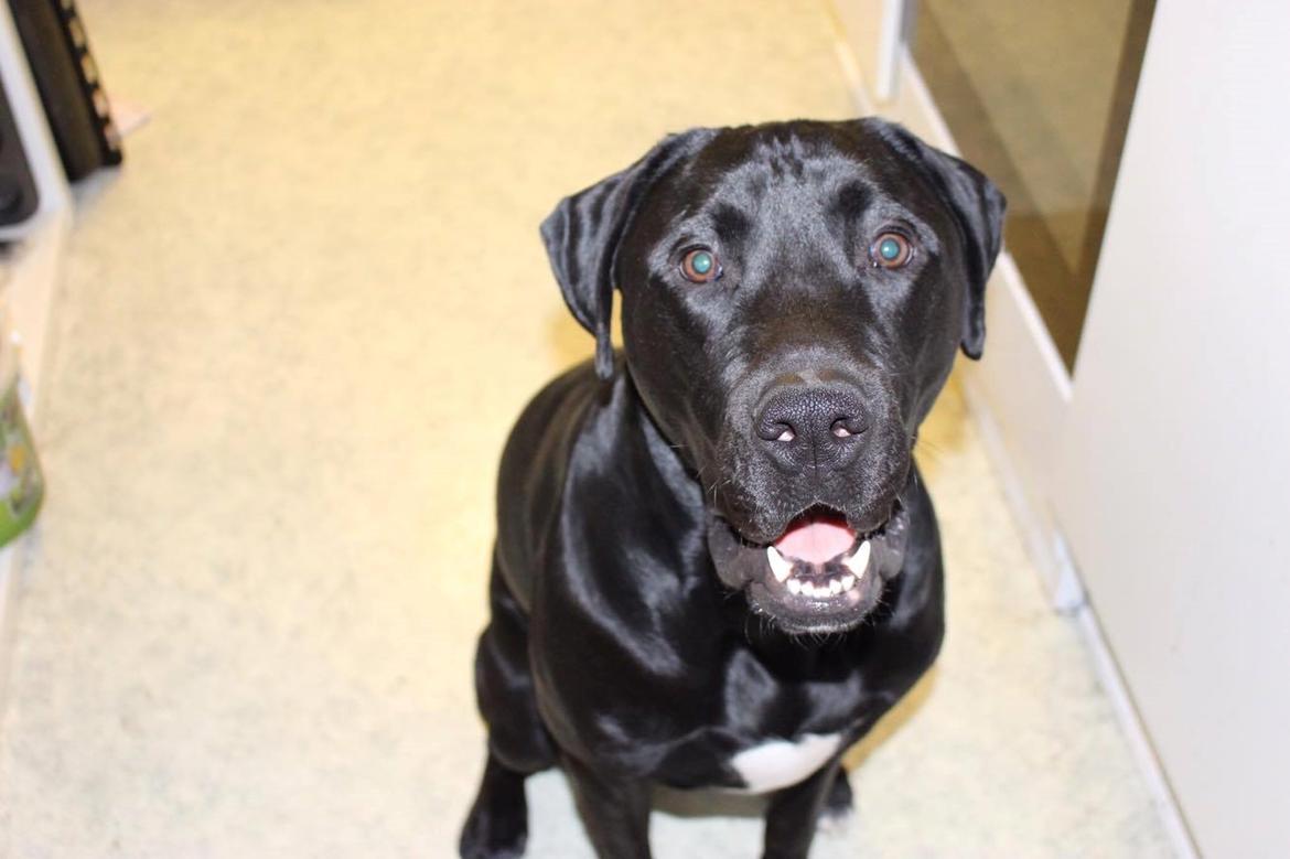 Blanding af racer Kenzo billede 9