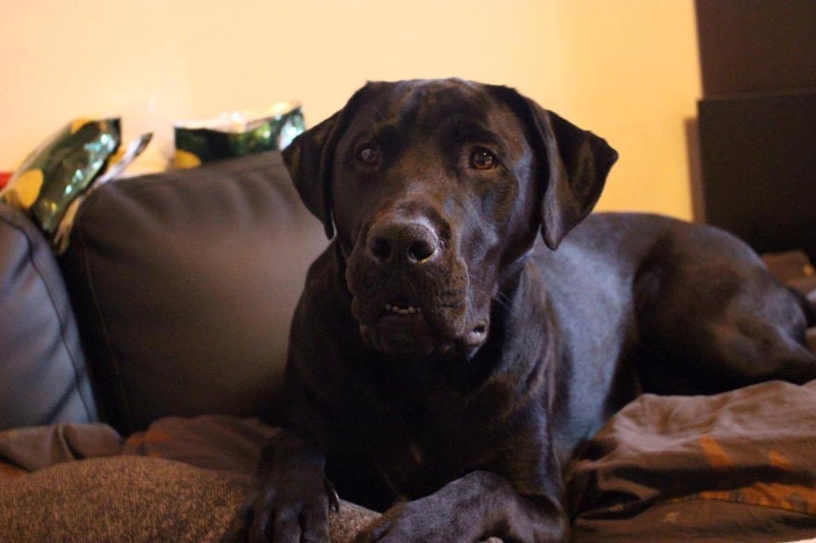 Blanding af racer Kenzo billede 10