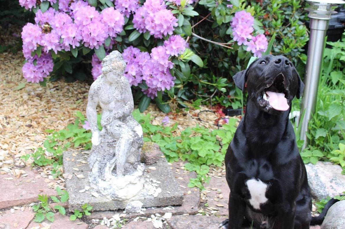 Blanding af racer Kenzo billede 11