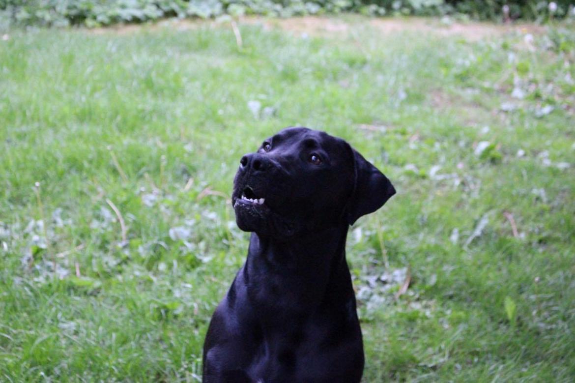 Blanding af racer Kenzo billede 12