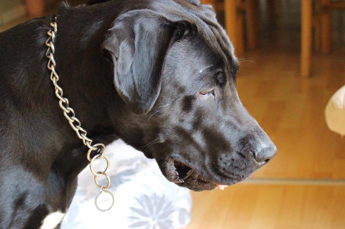 Blanding af racer Kenzo billede 13