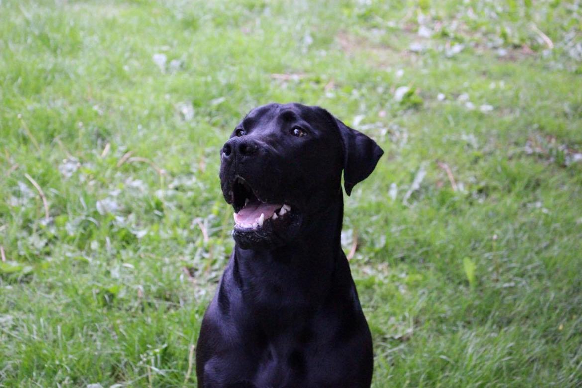 Blanding af racer Kenzo billede 14