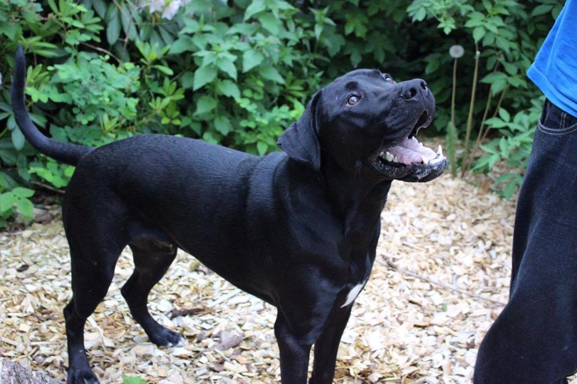 Blanding af racer Kenzo billede 15