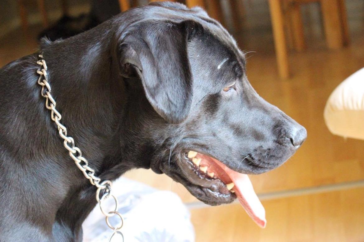 Blanding af racer Kenzo billede 5