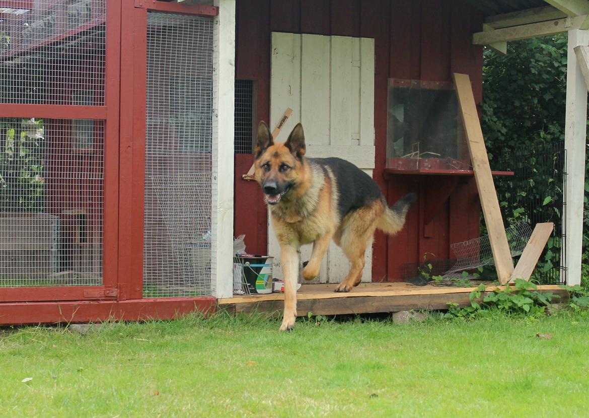 Schæferhund Kato billede 2