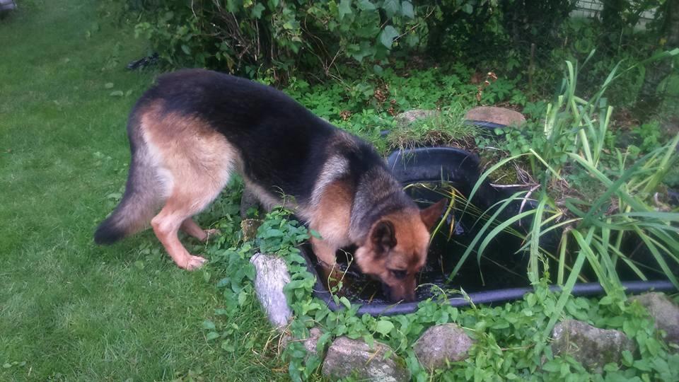 Schæferhund Kato billede 6