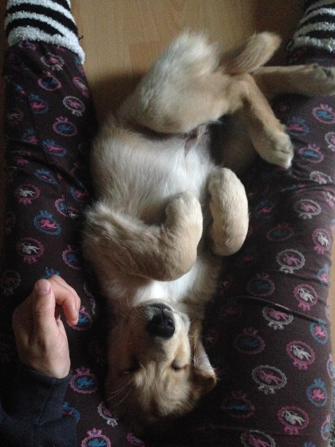 Golden retriever Atlas (Gia's Golden Atlas) billede 10