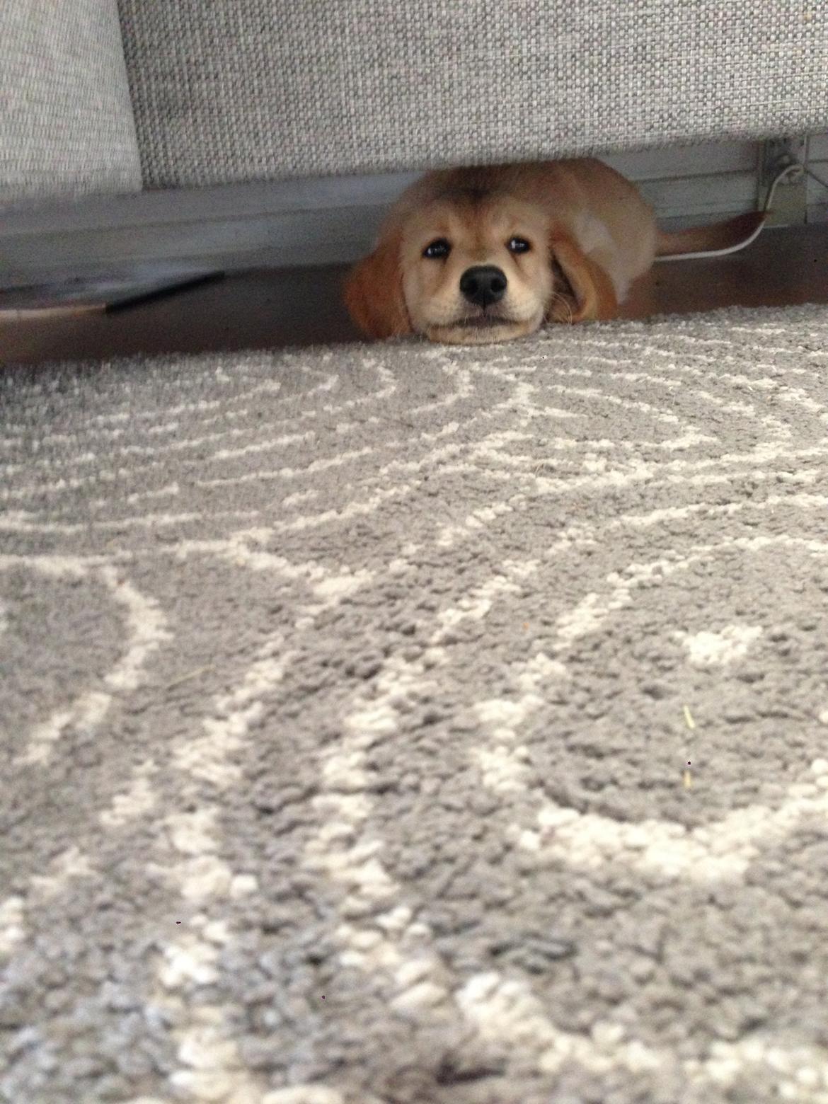 Golden retriever Atlas (Gia's Golden Atlas) billede 11