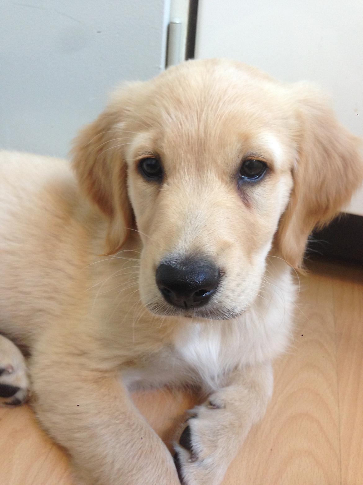 Golden retriever Atlas (Gia's Golden Atlas) billede 12