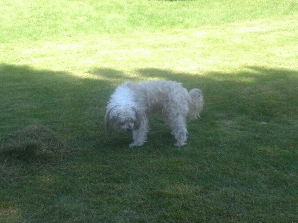 Chinese crested powder puff Markus R.I.P billede 18