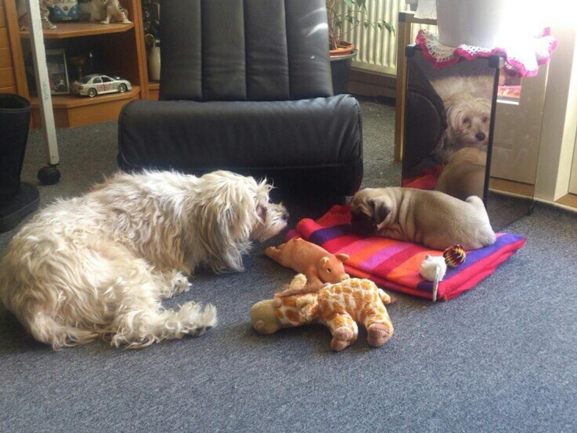 Chinese crested powder puff Markus R.I.P billede 19