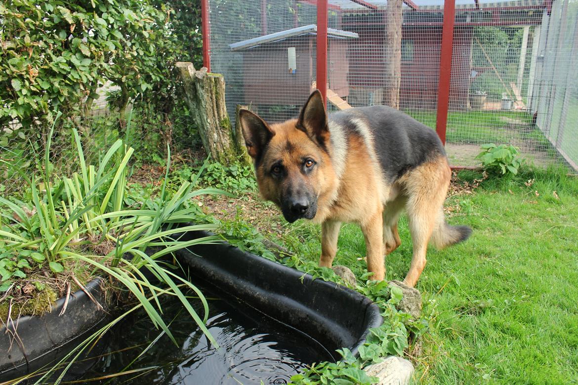 Schæferhund Kato - 15-07-2016 billede 10