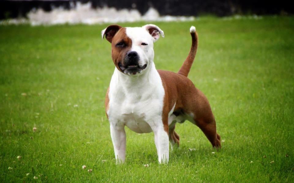 Staffordshire bull terrier *TwoFace* billede 1