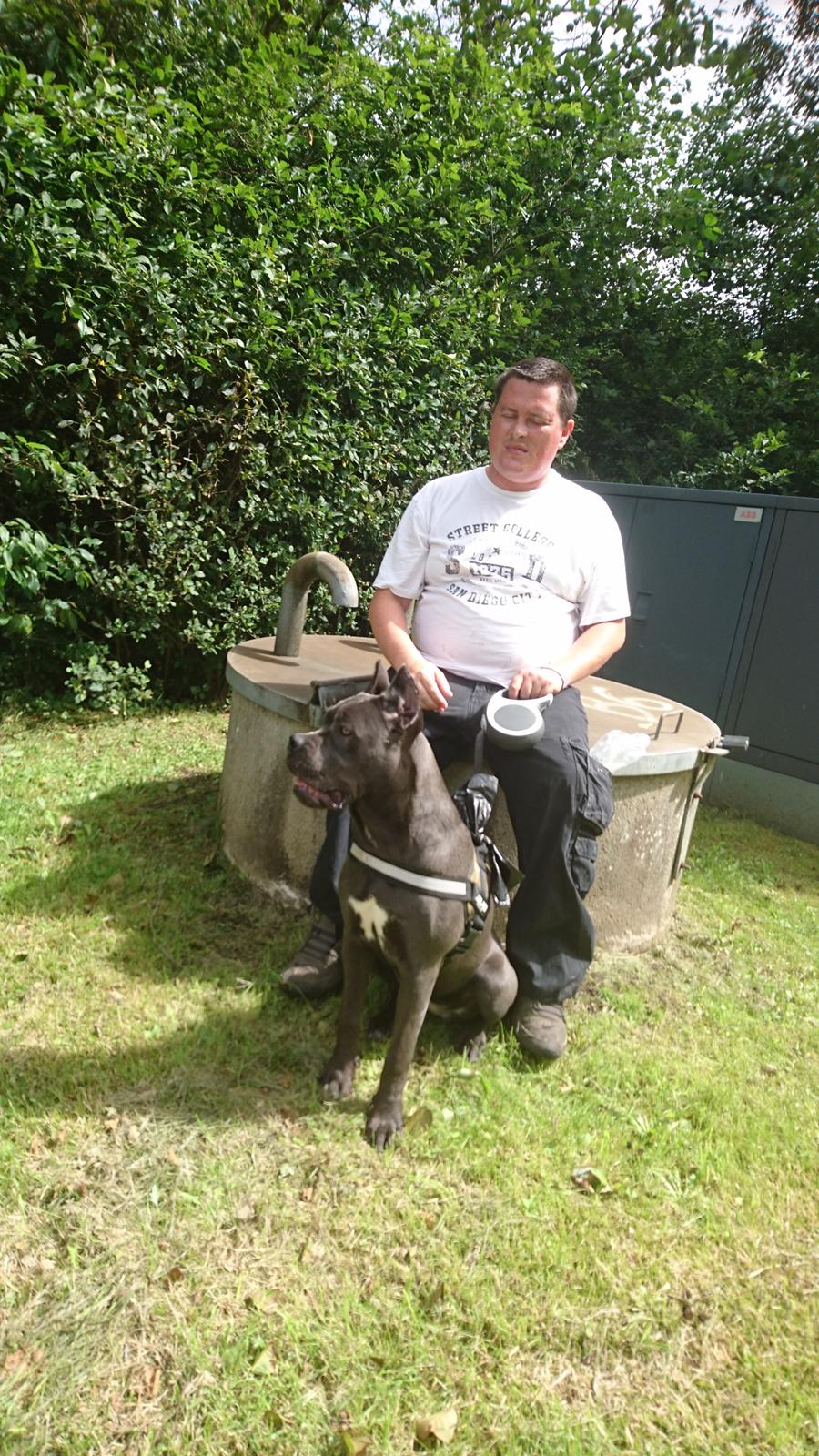 Cane corso chloé billede 1