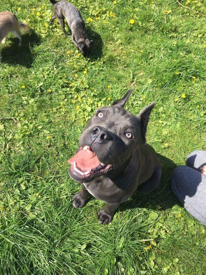 Cane corso chloé billede 7